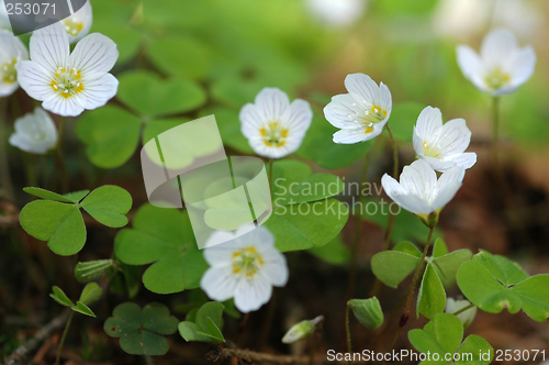 Image of Oxalis Acetosella # 01