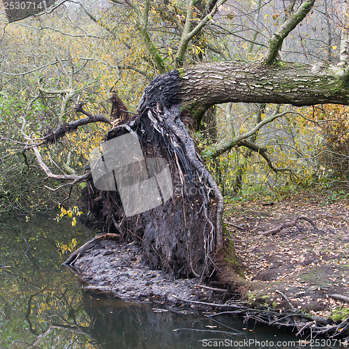 Image of Fallen tree in a marsh