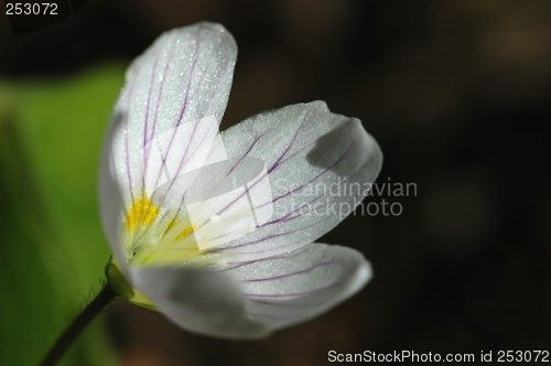 Image of Oxalis Acetosella # 02