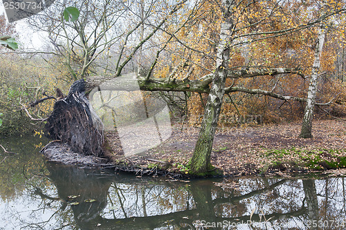 Image of Fallen tree in a marsh