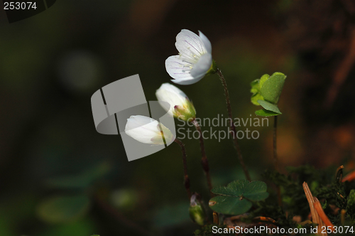 Image of Oxalis Acetosella # 03