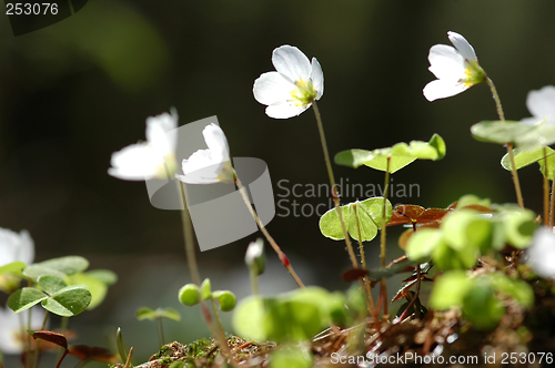 Image of Oxalis Acetosella # 04