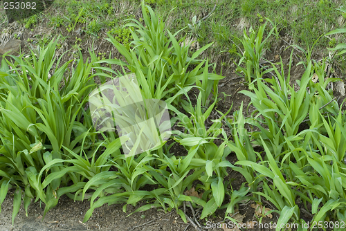 Image of Spring plants