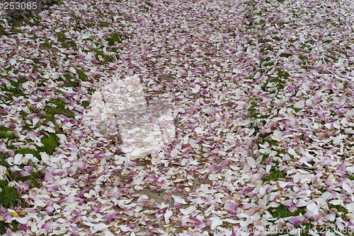 Image of Carpet of Flowers