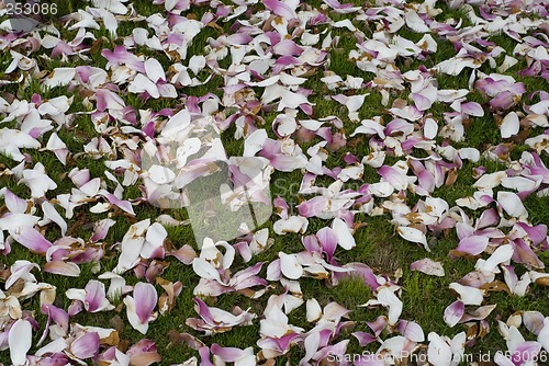 Image of Carpet of Flowers