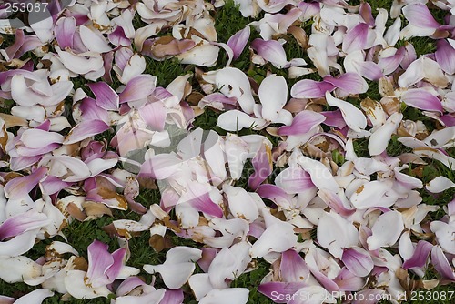 Image of Carpet of Flowers