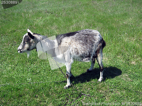 Image of Goat standing on the pasture