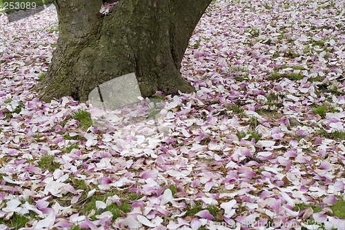 Image of Carpet of Flowers
