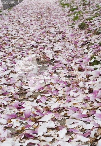 Image of Carpet of Flowers