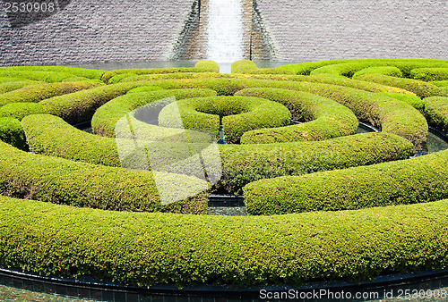 Image of Garden Maze