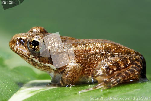 Image of Tiny frog