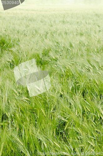 Image of young wheat on farm land 