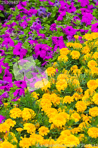 Image of Background of multicolored flowers in summer  