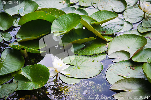 Image of Water lilies flower in the pond  