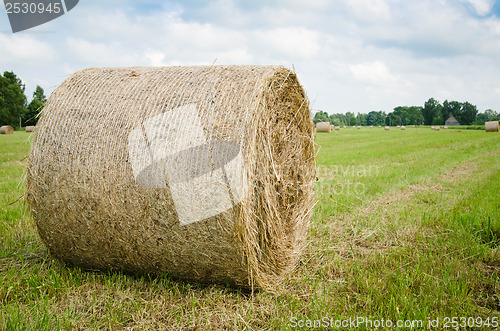 Image of Round hay bales on a meadow