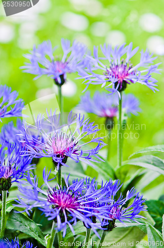 Image of Beautiful cornflowers in the meadow, close-up