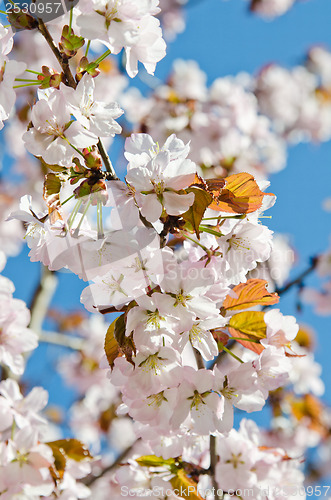 Image of Oriental cherry blossoming in spring park