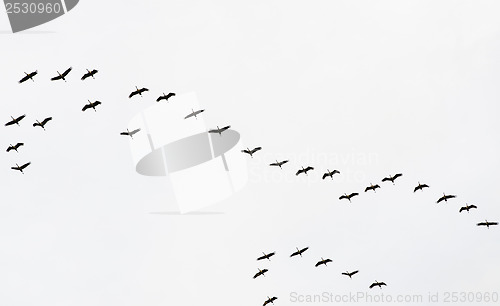 Image of A flock of flying cranes in the sky  