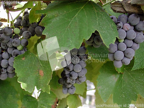 Image of Grape vine