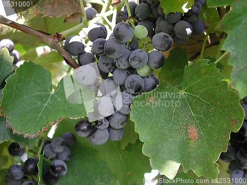 Image of Red grapes