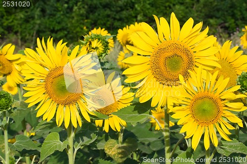 Image of Sunflower