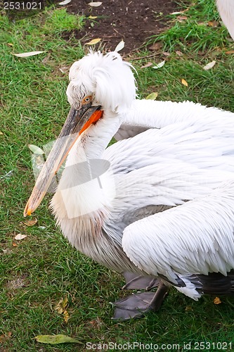 Image of Pelican