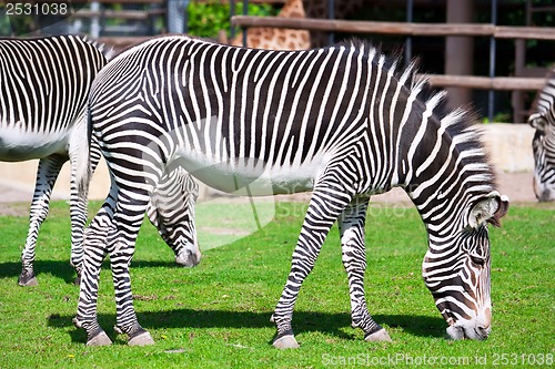 Image of Zebra