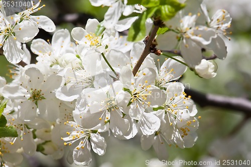 Image of Apple flowers