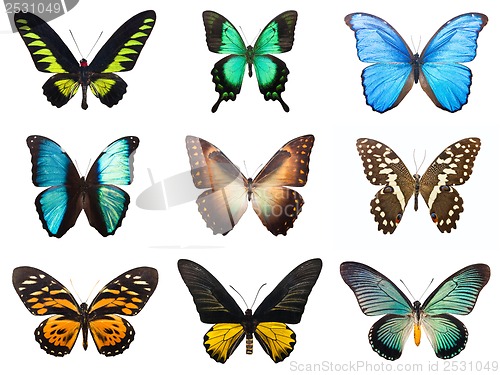 Image of Tropical butterflies