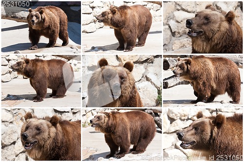 Image of Bear