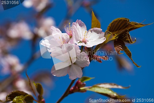 Image of Cherry blossom