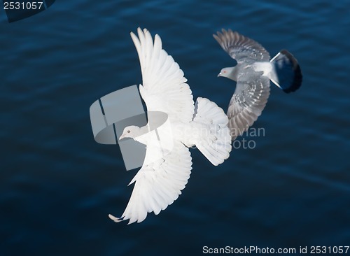 Image of White pigeon