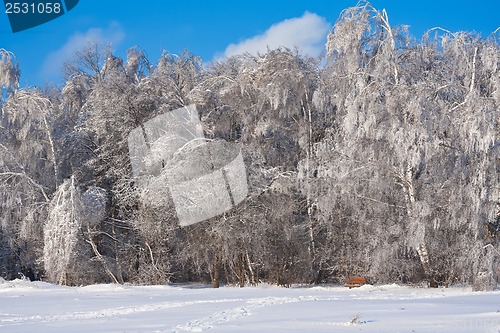 Image of Winter forest