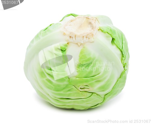 Image of Cabbage