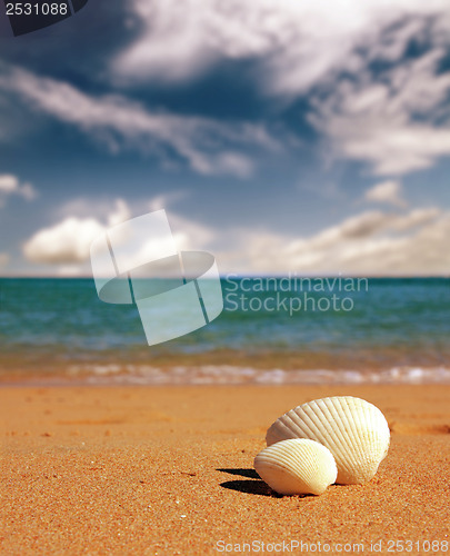 Image of seashells on beach - vintage retro style