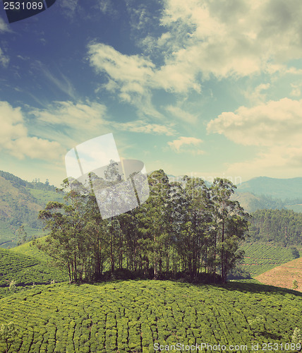 Image of mountain tea plantation in India - vintage retro style
