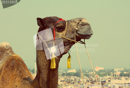 Image of camel during festival in Pushkar - vintage retro style