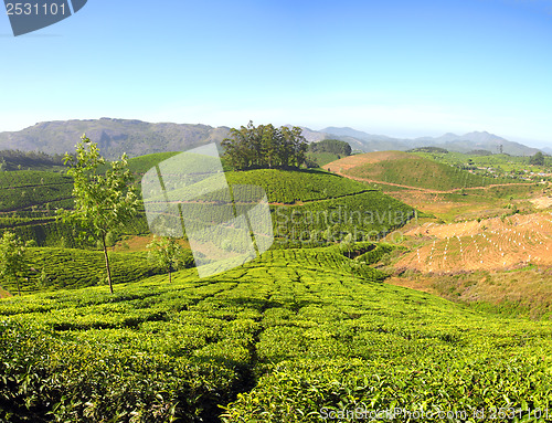 Image of mountain tea plantation in India