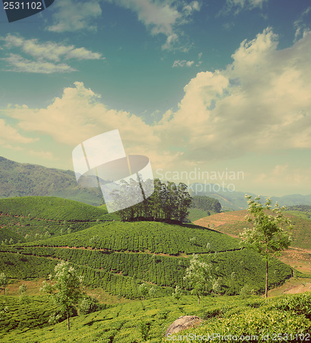 Image of mountain tea plantation in India - vintage retro style