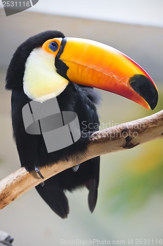 Image of Toucan