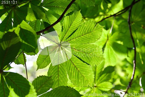 Image of Leaves background
