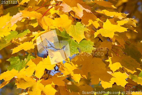 Image of Autumn