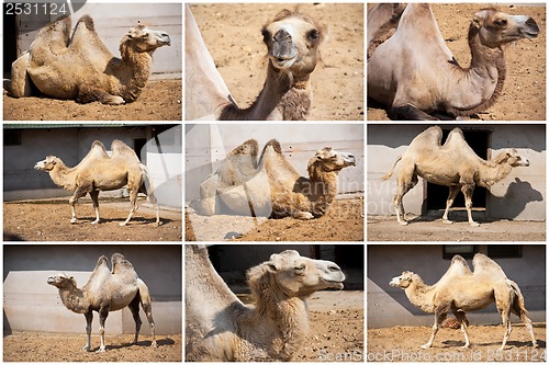 Image of Camel