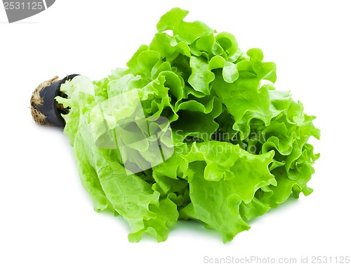 Image of Lettuce