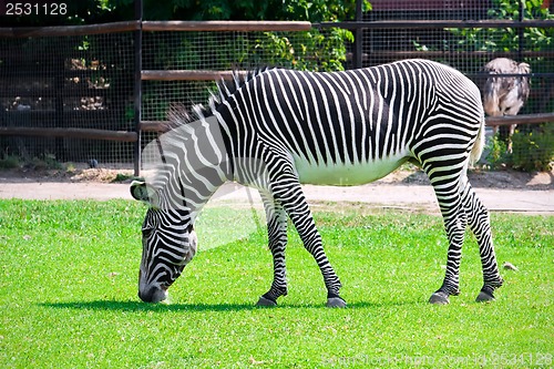 Image of Zebra