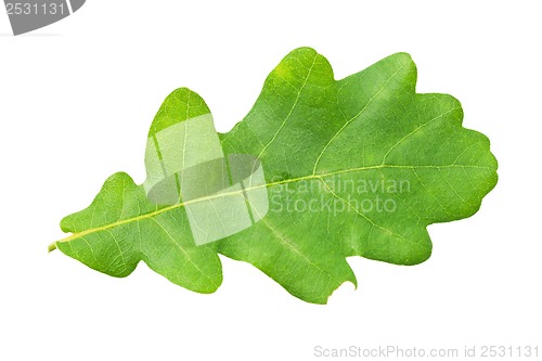 Image of Green leaf