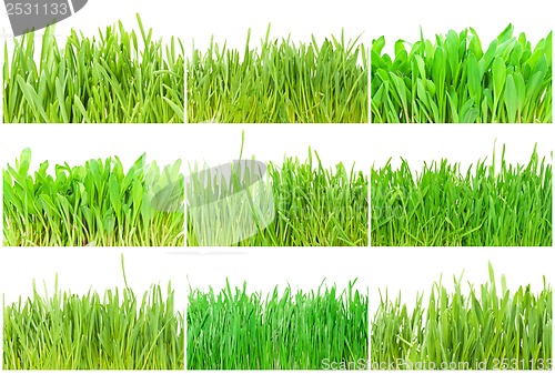 Image of Green grass
