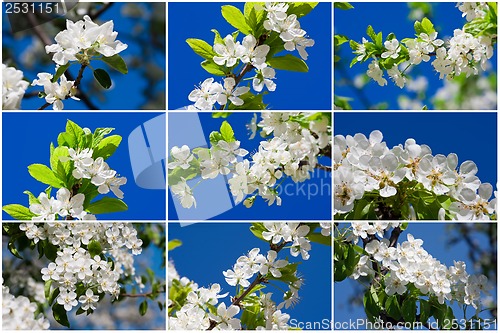 Image of Apple flowers