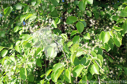 Image of Blossoming tree of pear