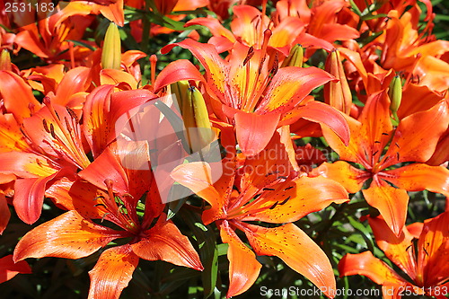 Image of beautiful red lilies